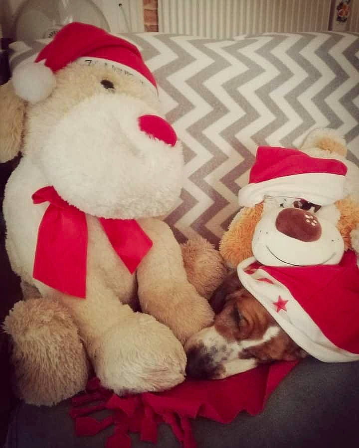 Jolie a rejoint le concours — aidez-le/la à gagner de superbes lots ! carmine, christmas, christmas_eve, companion_dog, costume_hat, event, fawn, fictional_character, fur, happy, hat, holiday, lap, plush, room, santa_claus, stuffed_toy, teddy_bear, textile, toy