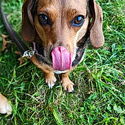 Elsa is registered to the contest to win money with this photo: dog, tongue, grass, pet, animal, outdoor, cute, brown, black, ears, leash, close_up, nature, muzzle, fur, eyes, playful, canine, small_dog, expression
