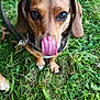 dog, tongue, grass, pet, animal, outdoor, cute, brown, black, ears, leash, close_up, nature, muzzle, fur, eyes, playful, canine, small_dog, expression
