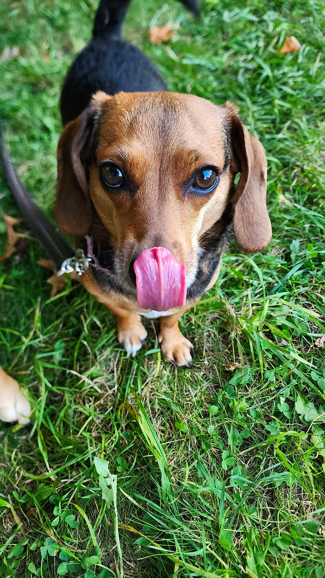 Elsa