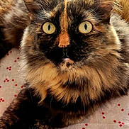 Scarlett participe au concours pour gagner de l'argent avec cette photo : cat, tortoiseshell, fluffy, fur, animal, pet, wide_eyes, lying_down, close_up, whiskers, ears, nose, indoor, patterned_surface, red_dots, curious, relaxed, feline, domestic_cat, portrait