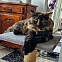 Scarlett participe au concours pour gagner de l'argent avec cette photo : cat, tortoiseshell, pet, indoor, feline, relaxed, perch, scratching_post, fur, paw, green_eyes, wooden_furniture, curtains, window, floor_tiles, cozy, home, animal, resting, domestic