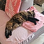 Scarlett a rejoint le concours — aidez-le/la à gagner de superbes lots ! cat, tabby_cat, sleeping, couch, blanket, pillow, living_room, furniture, home, cozy, pet, fur, relaxation, indoor, comfort, pink, gray, decor, animal, resting