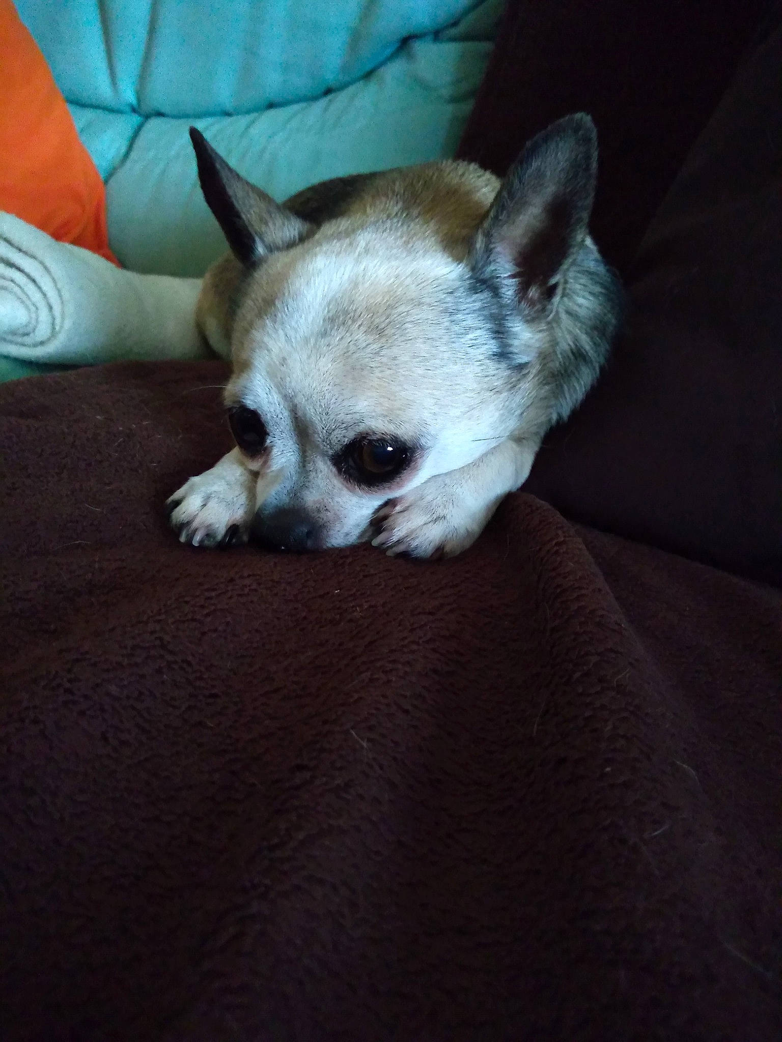 Fanfan a rejoint le concours — aidez-le/la à gagner de superbes lots ! canidae, carnivore, chihuahua, companion_dog, corgi_chihuahua, dog, dog_breed, ear, fawn, head, mammal, puppy, skin, snout, toy_dog, vertebrate, whiskers