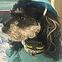 animal, bed, black_and_white, blanket, blue_hat, collar, curly_fur, curly_hair, cute, dog, domestic_animal, furry, hat, indoor, pet, portrait, resting, side_view, sweater, teal_sweater