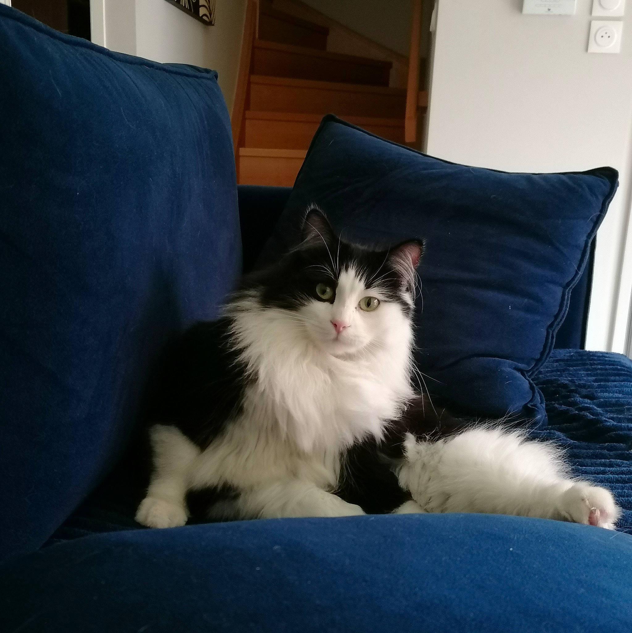 Chani participe au concours pour gagner de l'argent avec cette photo : carnivore, cat, comfort, felidae, flooring, fur, grey, hardwood, lamp, paw, picture_frame, pillow, plant, room, sitting, small_to_medium_sized_cats, snout, tail, whiskers, window