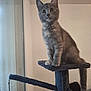 cat, gray_cat, feline, pet, indoor, cat_tree, furniture, window, curious, perched, fur, whiskers, tail, animal, mammal, soft_light, cozy, looking, young_cat, domestic_cat