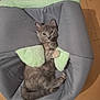kitten, gray_cat, pet_bed, toy, indoor, cute, feline, animal, cozy, relaxed, small_cat, paw, fur, playing, resting, domestic_animal, young_cat, sleepy, comfortable, fluffy