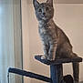 Kira a rejoint le concours — aidez-le/la à gagner de superbes lots ! animal, cat, cat_tree, cozy, curious, domestic_animal, feline, furniture, grey_cat, household, indoor, looking, pet, resting_place, sitting, soft_fur, tail, whiskers, window, young_cat