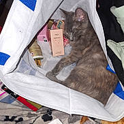 Kira participe au concours pour gagner de l'argent avec cette photo : cat, sleeping, gray_cat, bag, beauty_products, perfume, cosmetic, indoor, resting, pet, feline, soft_light, close_up, animal, cozy, domestic, relaxed, cute, fur, napping