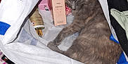 Kira participe au concours pour gagner de l'argent avec cette photo : animal, bag, beauty_products, cat, close_up, cosmetic, cozy, cute, domestic, feline, fur, gray_cat, indoor, napping, perfume, pet, relaxed, resting, sleeping, soft_light