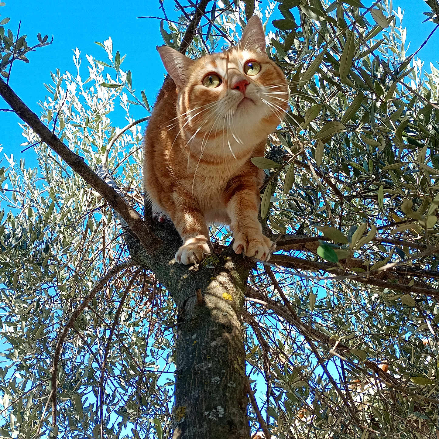 Goku a rejoint le concours — aidez-le/la à gagner de superbes lots ! abyssinian, animal, cat, food, fruit, kitten, leaf, manx, ocelot, pet, plant, produce, siamese, summer, tree, treetrunk, vegetation, willow, wood