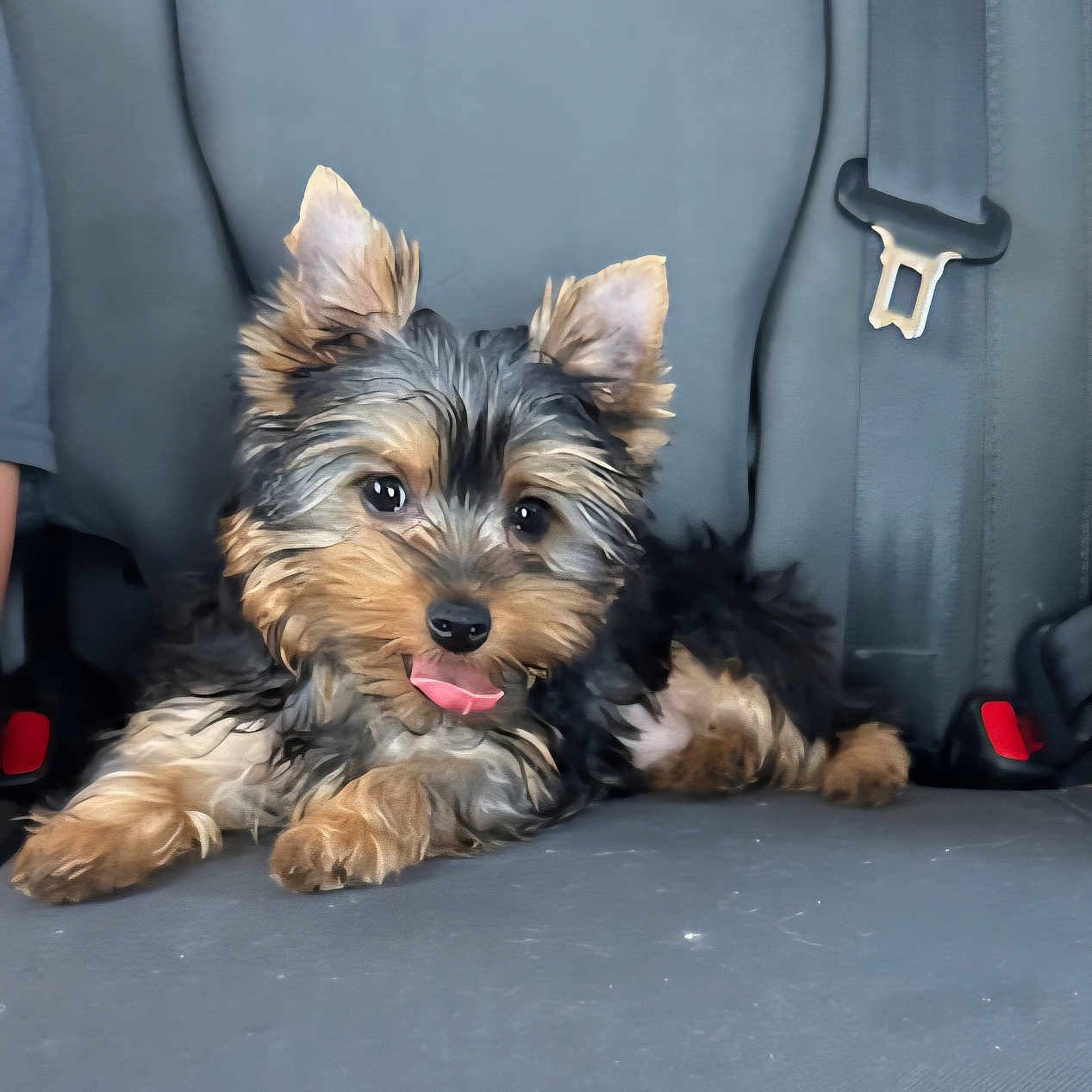 Kaysen is registered to the contest to win money with this photo: adorable, animal, canine, car_seat, companion, cute, dog, domestic_animal, ears_up, fluffy, fur, pet, puppy, resting, seatbelt, sitting, small_dog, tongue_out, vehicle_interior, young_dog