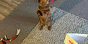 Rox joined the competition — help win amazing prizes! dog, dachshund, standing, carpet, toy, dog_bed, basket, floor, wooden_floor, plush_toy, living_room, pet, indoor, cozy, brown_dog, small_dog, pet_toys, home, furniture, relaxed