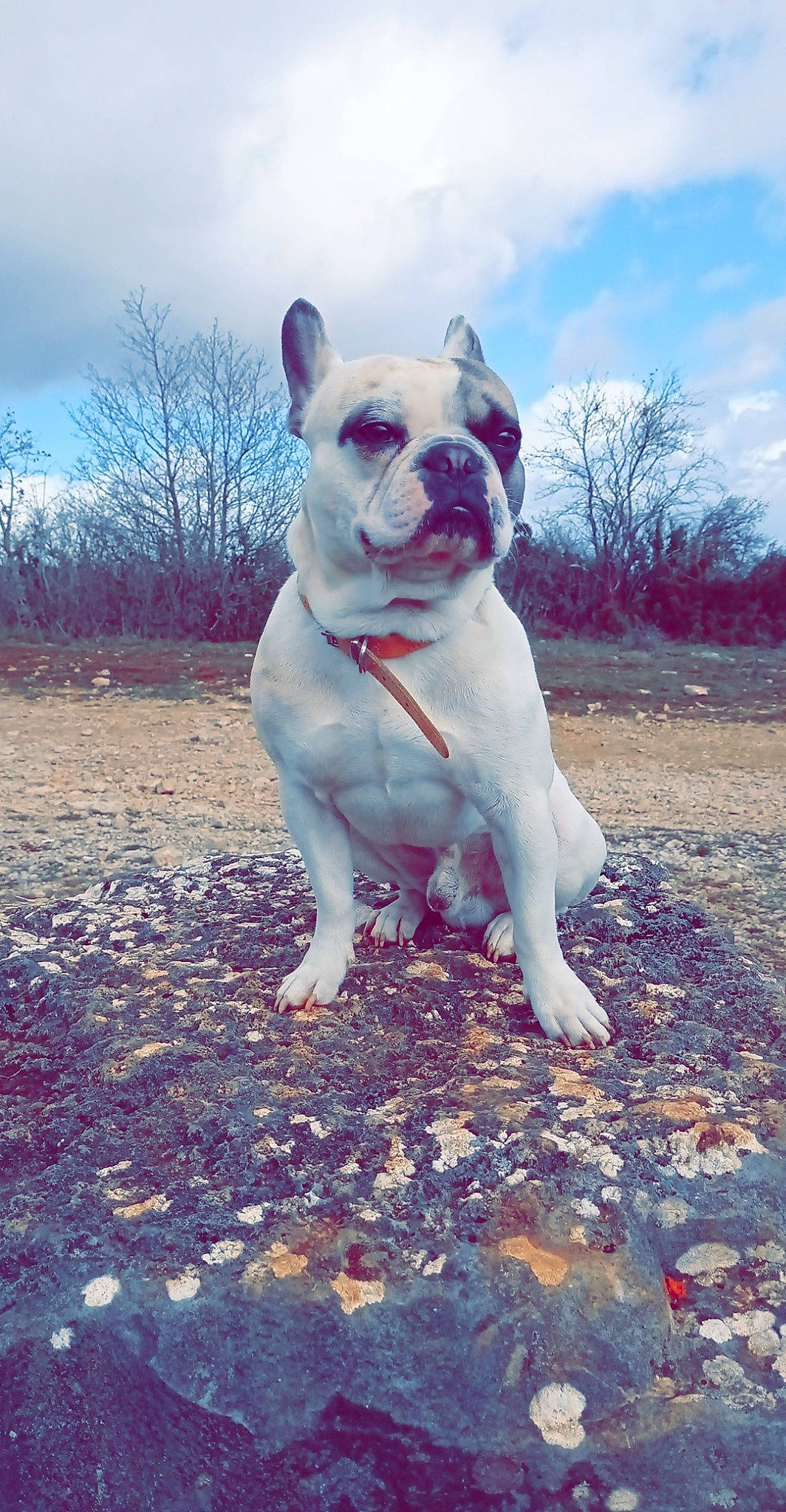 Pantoufle participe au concours pour gagner de l'argent avec cette photo : art, bulldog, canidae, carnivore, cloud, companion_dog, dog, dog_breed, electric_blue, fawn, grass, molosser, plant, sky, snout, soil, sporting_group, tail, terrestrial_animal, tree