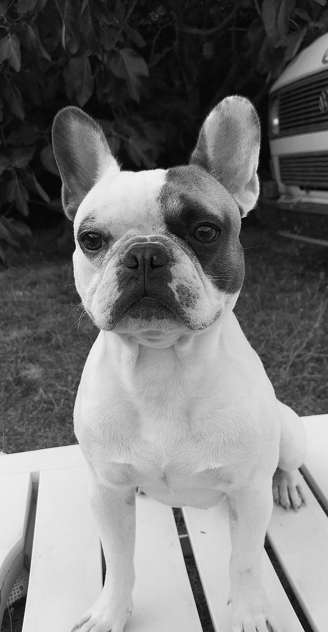 Pantoufle a rejoint le concours — aidez-le/la à gagner de superbes lots ! beauty, black_and_white, bulldog, carnivore, close_up, companion_dog, dog, dog_breed, ear, fawn, grass, head, monochrome, monochrome_photography, snout, sporting_group, style, toy_dog, whiskers, working_animal