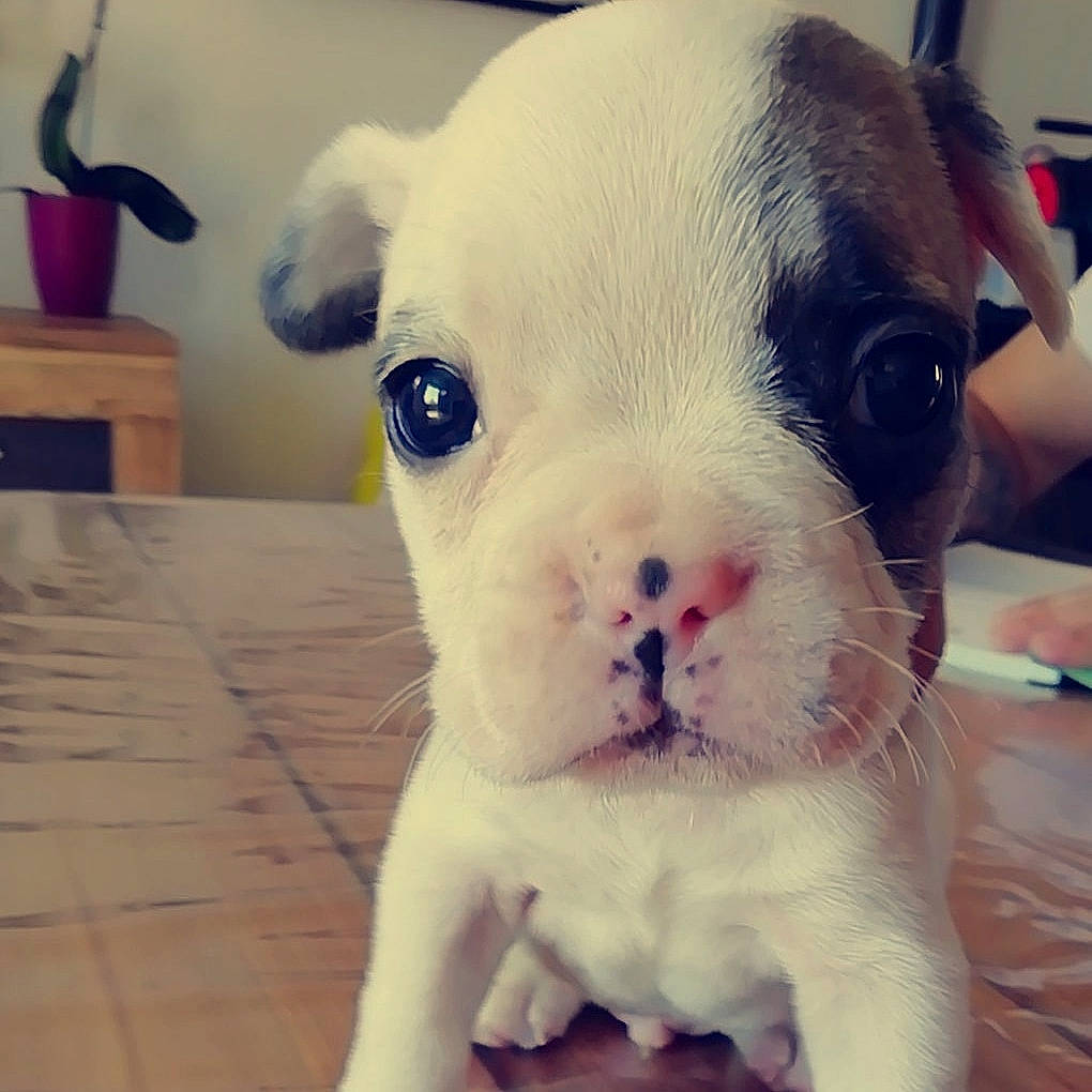 Pantoufle a rejoint le concours — aidez-le/la à gagner de superbes lots ! boston_terrier, canidae, carnivore, companion_dog, dog, dog_breed, ear, eye, french_bulldog, head, mammal, non_sporting_group, nose, puppy, puppy_love, skin, snout, toy_bulldog, valley_bulldog, vertebrate