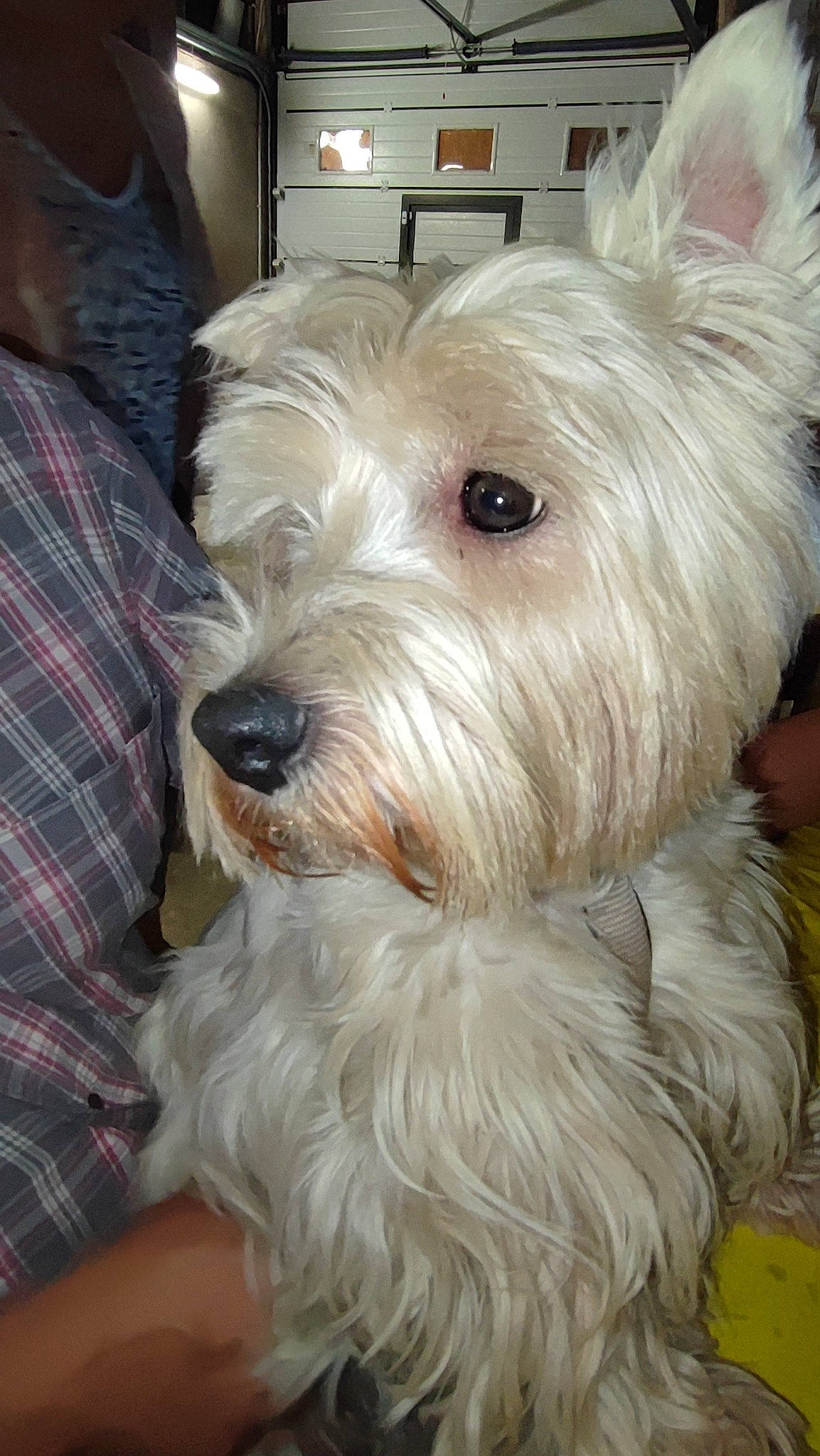 Ruby a rejoint le concours — aidez-le/la à gagner de superbes lots ! biewer_terrier, canidae, carnivore, companion_dog, dog, dog_breed, dog_supply, fur, liver, maltepoo, non_sporting_group, plaid, scottish_terrier, small_terrier, snout, sporting_group, tartan, terrier, toy_dog, working_animal