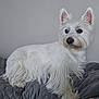 dog, white, fluffy, pet, animal, lying_down, blanket, indoor, ears, fur, looking_away, side_view, cute, companion, domestic_animal, bedspread, resting, canine, quiet, calm