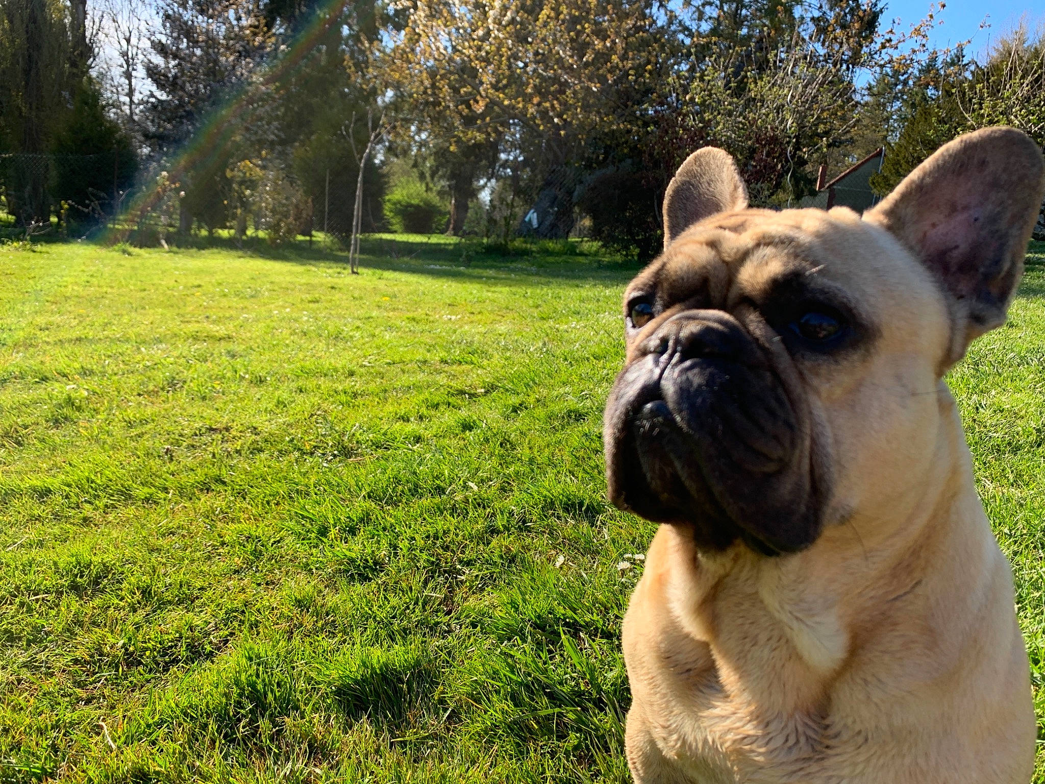 Hèrmes a rejoint le concours — aidez-le/la à gagner de superbes lots ! canidae, carnivore, companion_dog, dog, dog_breed, fawn, grass, grassland, groundcover, plant, pug, sky, snout, sporting_group, terrestrial_animal, toy_dog, tree, whiskers, working_animal, wrinkle