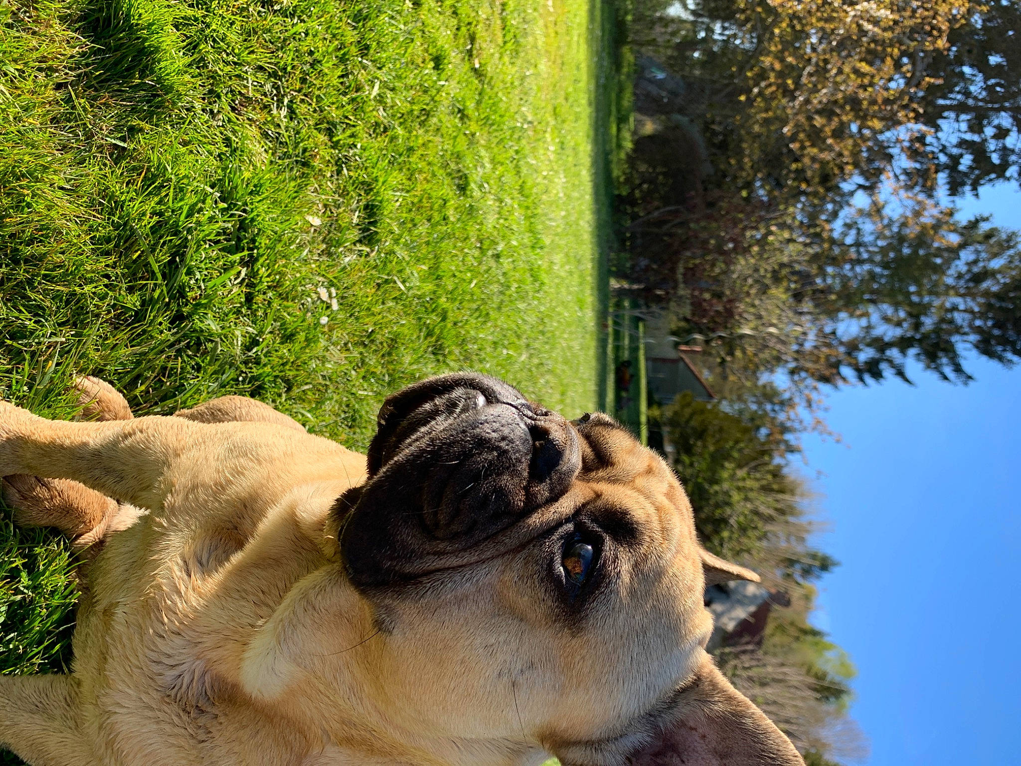 Hèrmes a rejoint le concours — aidez-le/la à gagner de superbes lots ! art, botany, elephant, elephants_and_mammoths, fawn, grass, indian_elephant, plant, sky, snout, terrestrial_animal, tree, trunk, wildlife, wood, working_animal, wrinkle