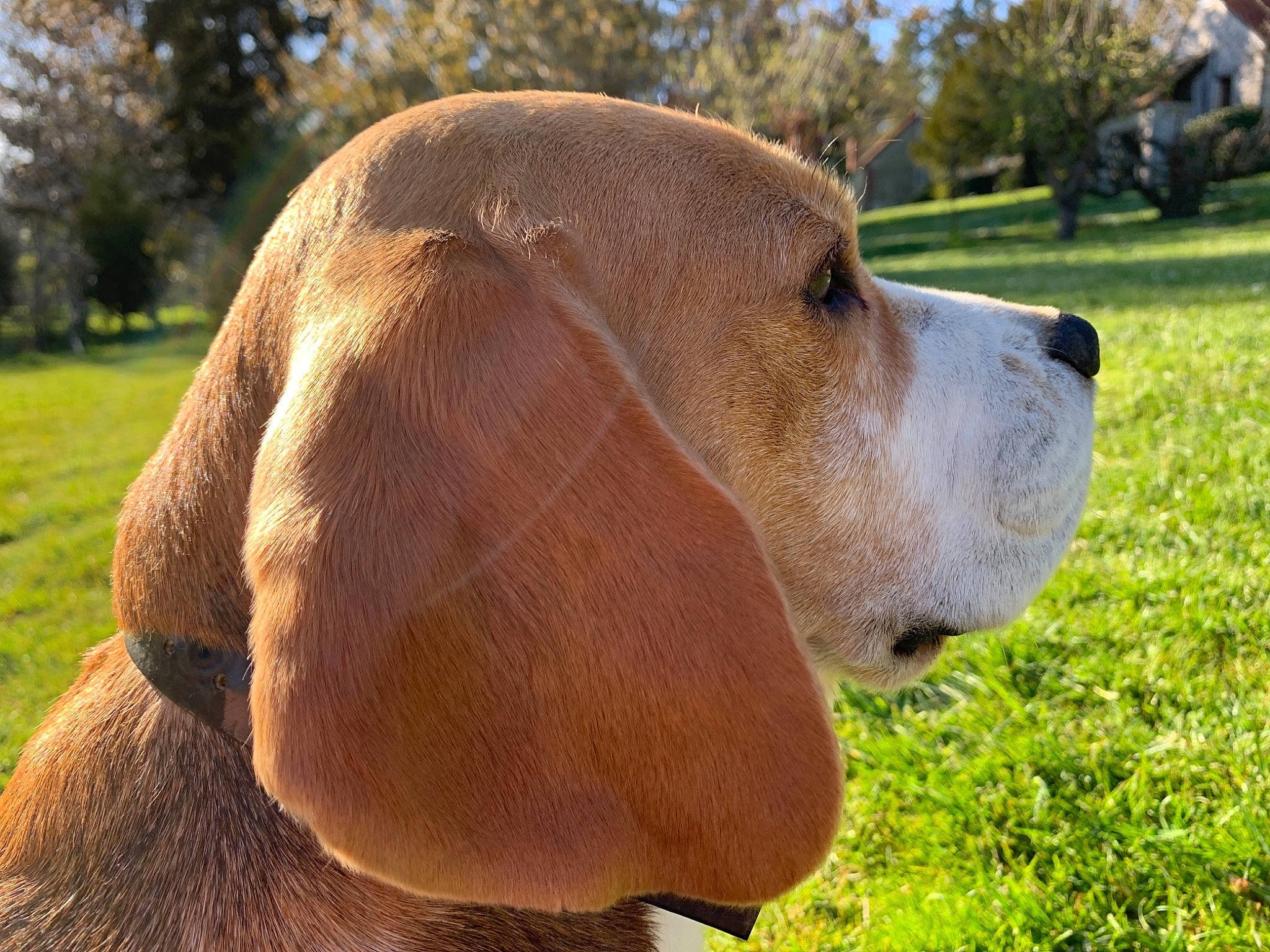 Major a rejoint le concours — aidez-le/la à gagner de superbes lots ! canidae, carnivore, collar, companion_dog, dog, dog_breed, fawn, fur, grass, grassland, hound, liver, plant, scent_hound, sporting_group, terrestrial_animal, tree, whiskers, wildlife, working_animal