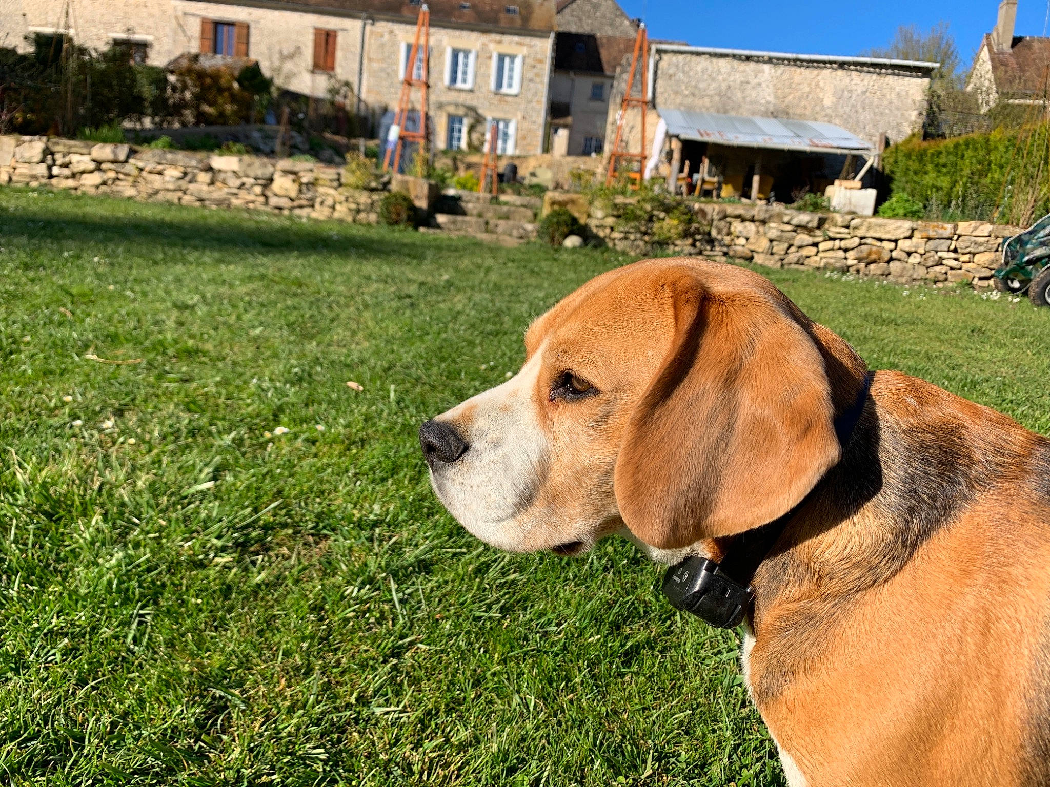 Major a rejoint le concours — aidez-le/la à gagner de superbes lots ! carnivore, collar, companion_dog, dog, dog_breed, dog_collar, dog_supply, fawn, grass, groundcover, hound, leash, liver, pet_supply, plant, sky, snout, sporting_group, window, working_animal