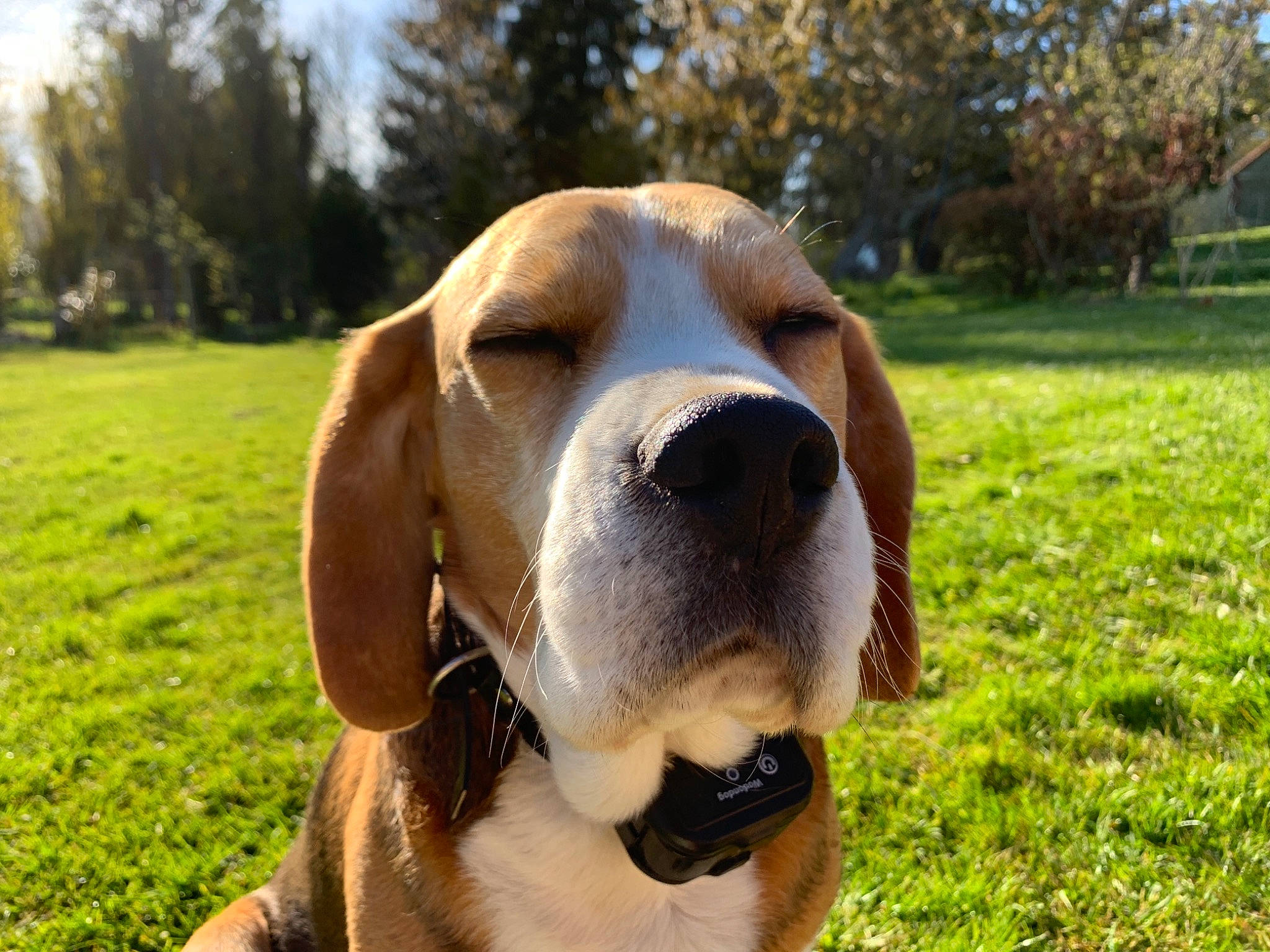 Major participe au concours pour gagner de l'argent avec cette photo : basset_hound, beagle, canidae, carnivore, cloud, collar, companion_dog, dog, dog_breed, fawn, grass, hound, mammal, plant, scent_hound, snout, sporting_group, tail, tree, whiskers
