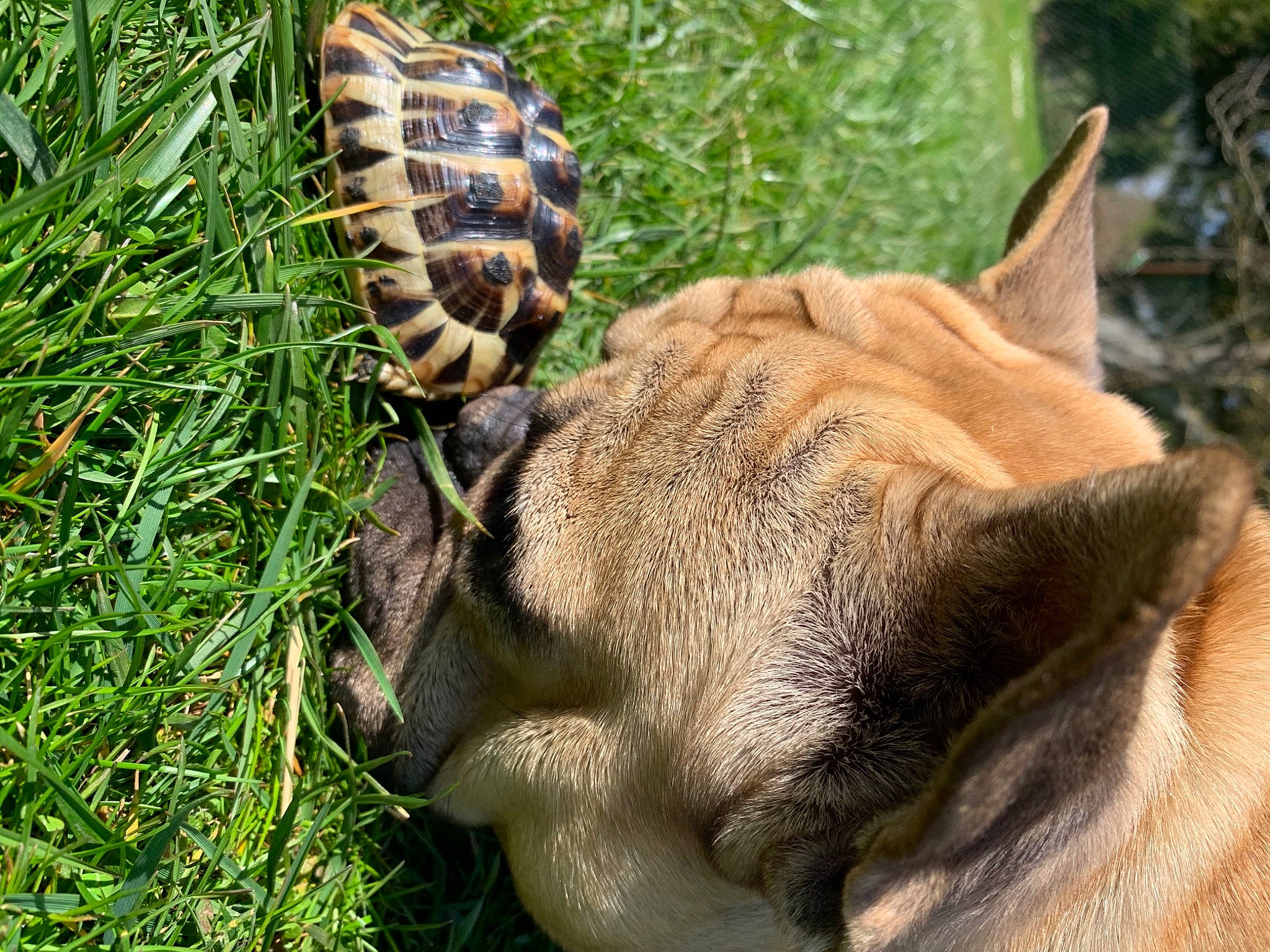 Hermes participe au concours pour gagner de l'argent avec cette photo : big_cats, carnivore, claw, conifer_cone, fawn, felidae, fur, grass, indian_rhinoceros, leg, plant, reptile, small_to_medium_sized_cats, snout, tail, terrestrial_animal, terrestrial_plant, whiskers, wildlife, wrinkle