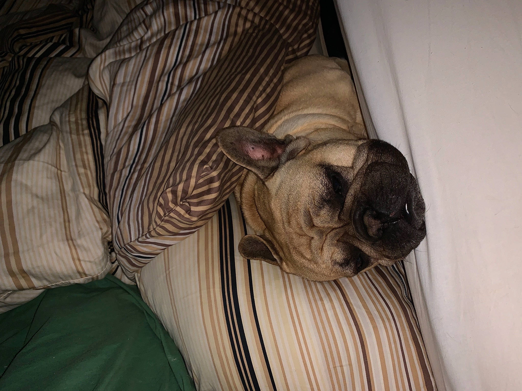 Hermes participe au concours pour gagner de l'argent avec cette photo : brown, canidae, carnivore, comfort, companion_dog, dog, dog_breed, fawn, fur, linens, liver, pug, snout, sporting_group, terrestrial_animal, toy_dog, whiskers, wood, working_animal, wrinkle