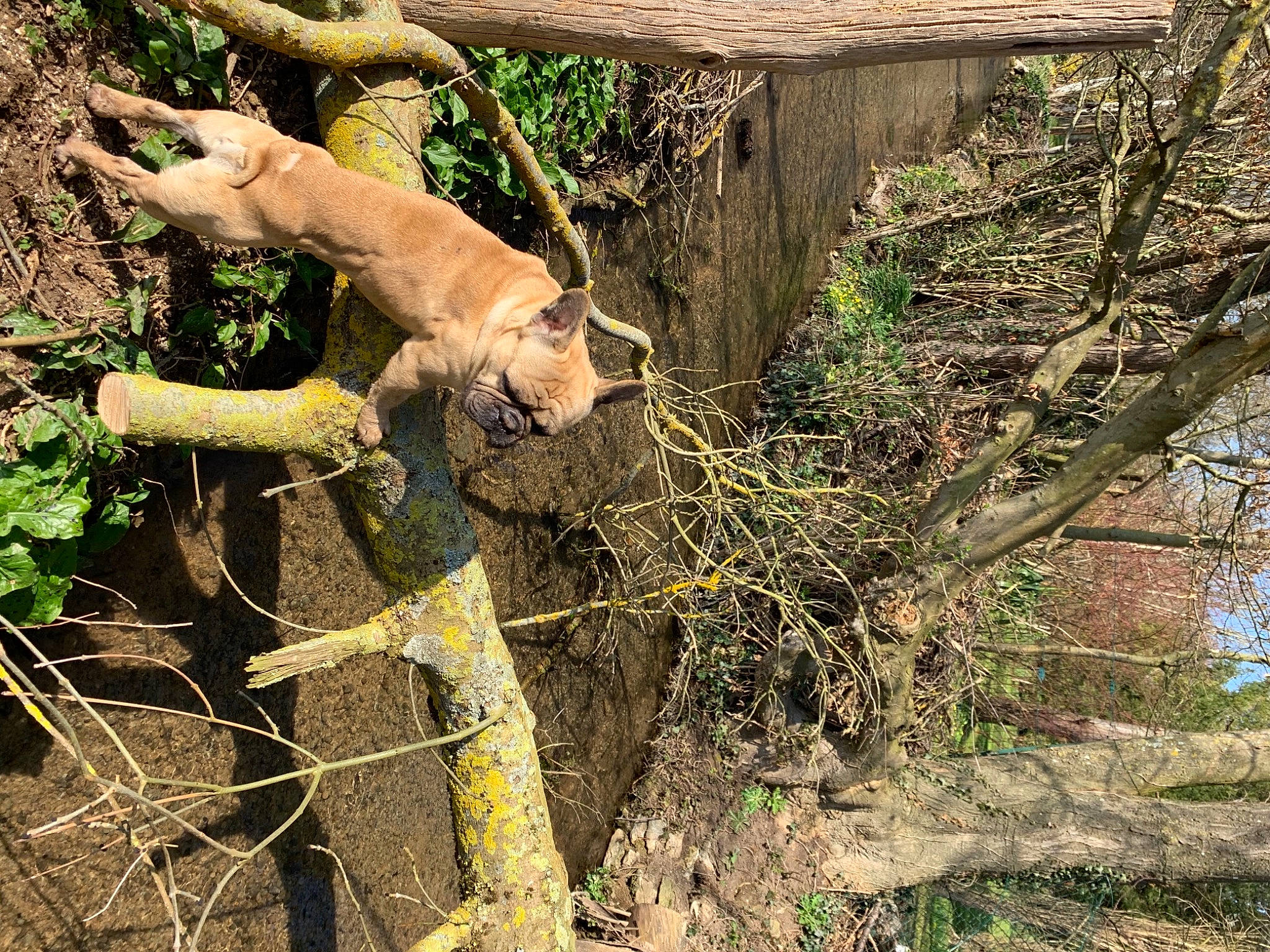 Hermes participe au concours pour gagner de l'argent avec cette photo : big_cats, biome, canidae, carnivore, dog, dog_breed, fawn, felidae, grass, plant, small_to_medium_sized_cats, sporting_group, tail, terrestrial_animal, tree, trunk, twig, wildlife, wood, working_animal