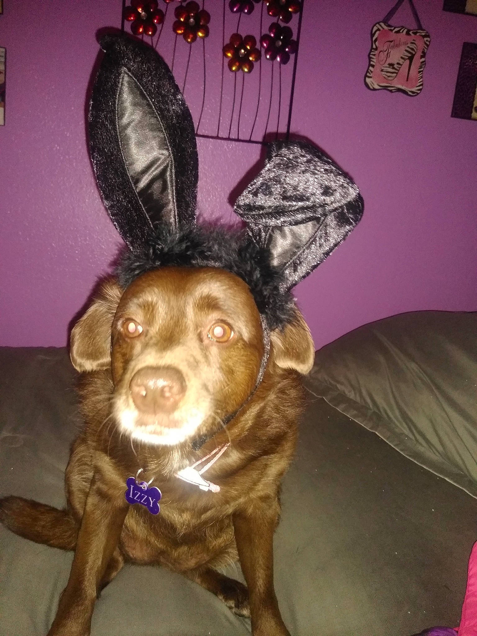 Izzy is registered to the contest to win money with this photo: art, canidae, carnivore, collar, companion_dog, costume_hat, couch, dog, dog_breed, fashion_accessory, fawn, fur, liver, mythical_creature, purple, snout, sporting_group, toy_dog, whiskers, working_animal