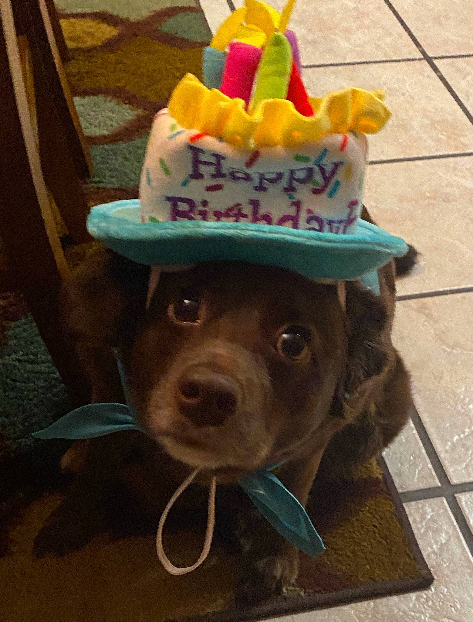 Izzy is registered to the contest to win money with this photo: cap, carnivore, companion_dog, cone, costume_hat, dog, dog_breed, fawn, hat, headgear, ice_cream, liver, party_hat, party_supply, personal_protective_equipment, snout, soft_serve_ice_creams, sun_hat, sunglasses, working_animal