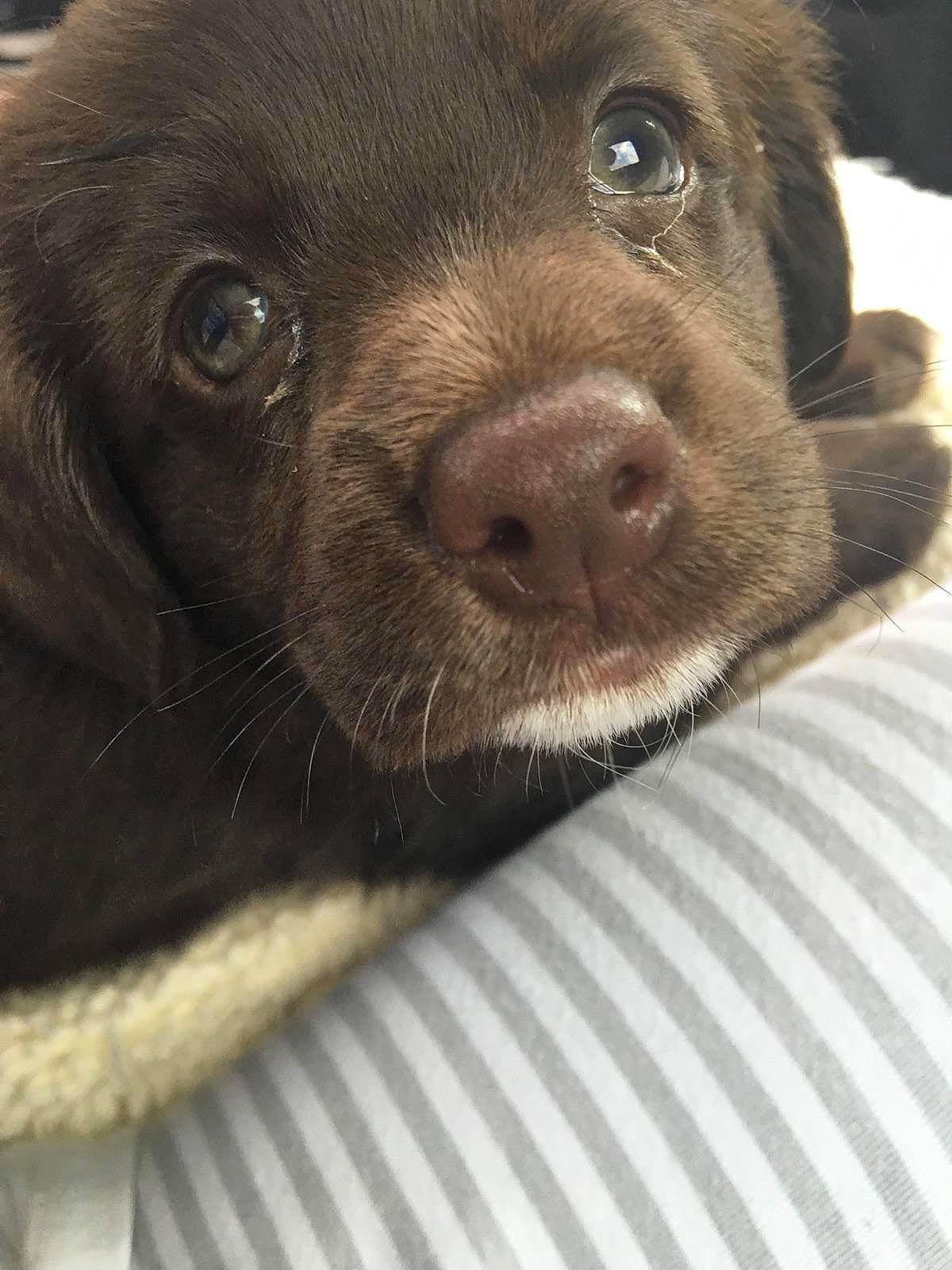 Izzy joined the competition — help win amazing prizes! borador, carnivore, companion_dog, dog, dog_breed, fur, gun_dog, liver, snout, sporting_group, terrestrial_animal, whiskers, working_animal