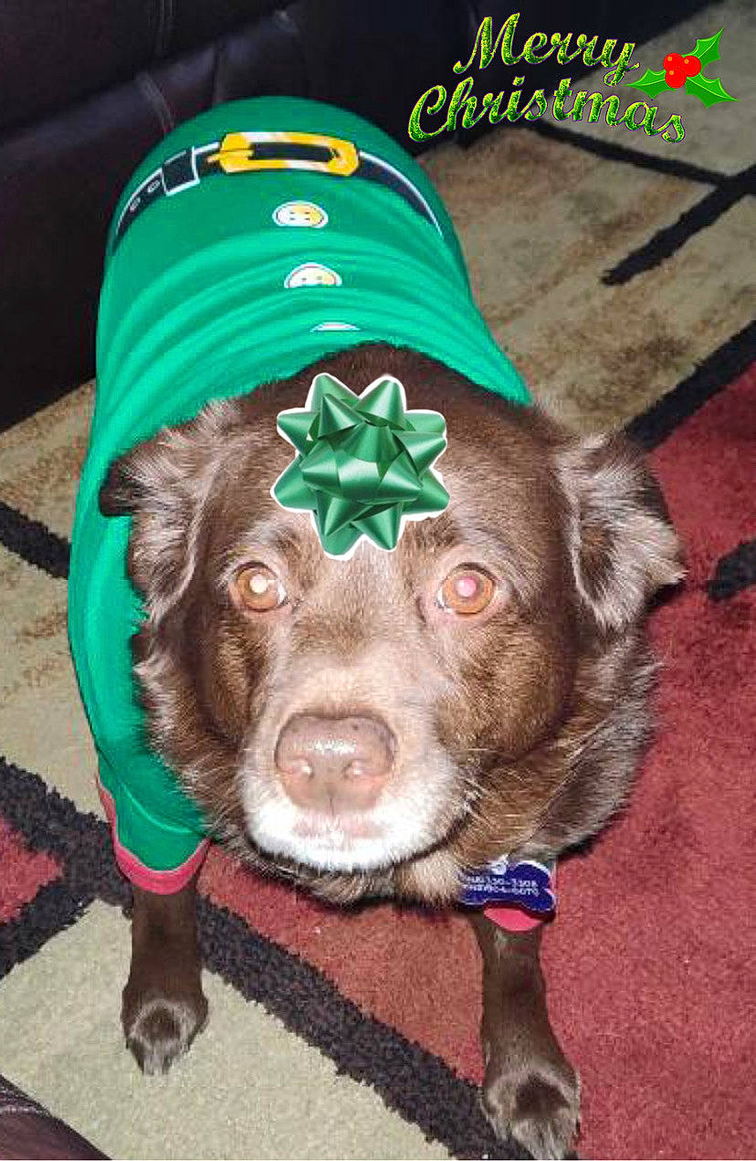 Izzy joined the competition — help win amazing prizes! canidae, carnivore, companion_dog, costume_hat, dog, dog_breed, fashion_accessory, fawn, fictional_character, fur, hat, holiday, liver, personal_protective_equipment, saint_patricks_day, sleeve, snout, sporting_group, whiskers, working_animal