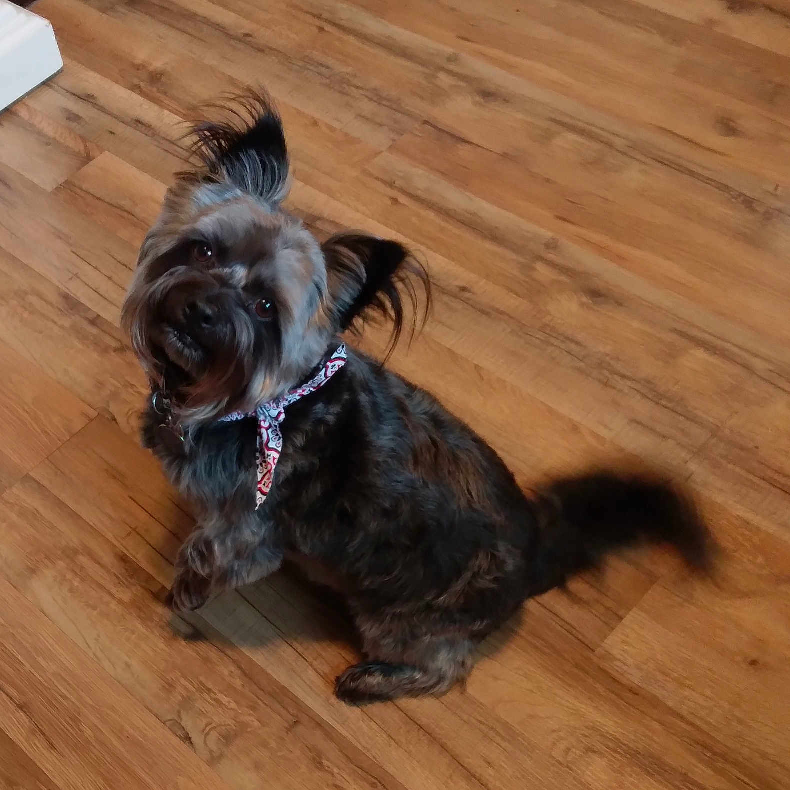 Buddy