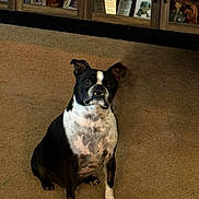 Jack is registered to the contest to win money with this photo: animal, black_and_white, cabinet, carpet, curious, cute, decor, dog, ears_up, figurines, furniture, home_interior, indoor, living_room, pet, photograph, portrait, sitting, white_paws, wooden_cabinet