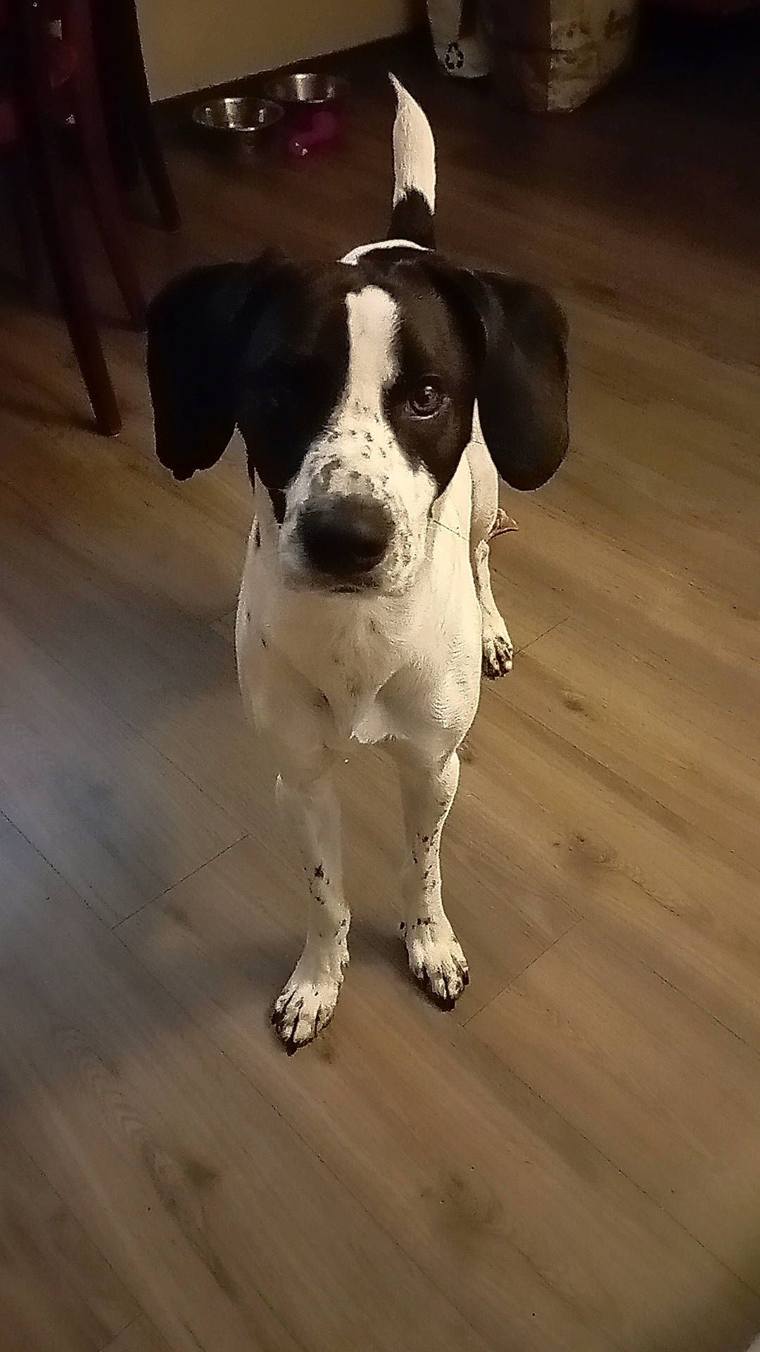 Happy a rejoint le concours — aidez-le/la à gagner de superbes lots ! ancient_dog_breeds, canidae, carnivore, collar, companion_dog, dog, dog_breed, dog_collar, fawn, flooring, hardwood, non_sporting_group, paw, snout, sporting_group, whiskers, wood, wood_flooring, working_animal, working_dog