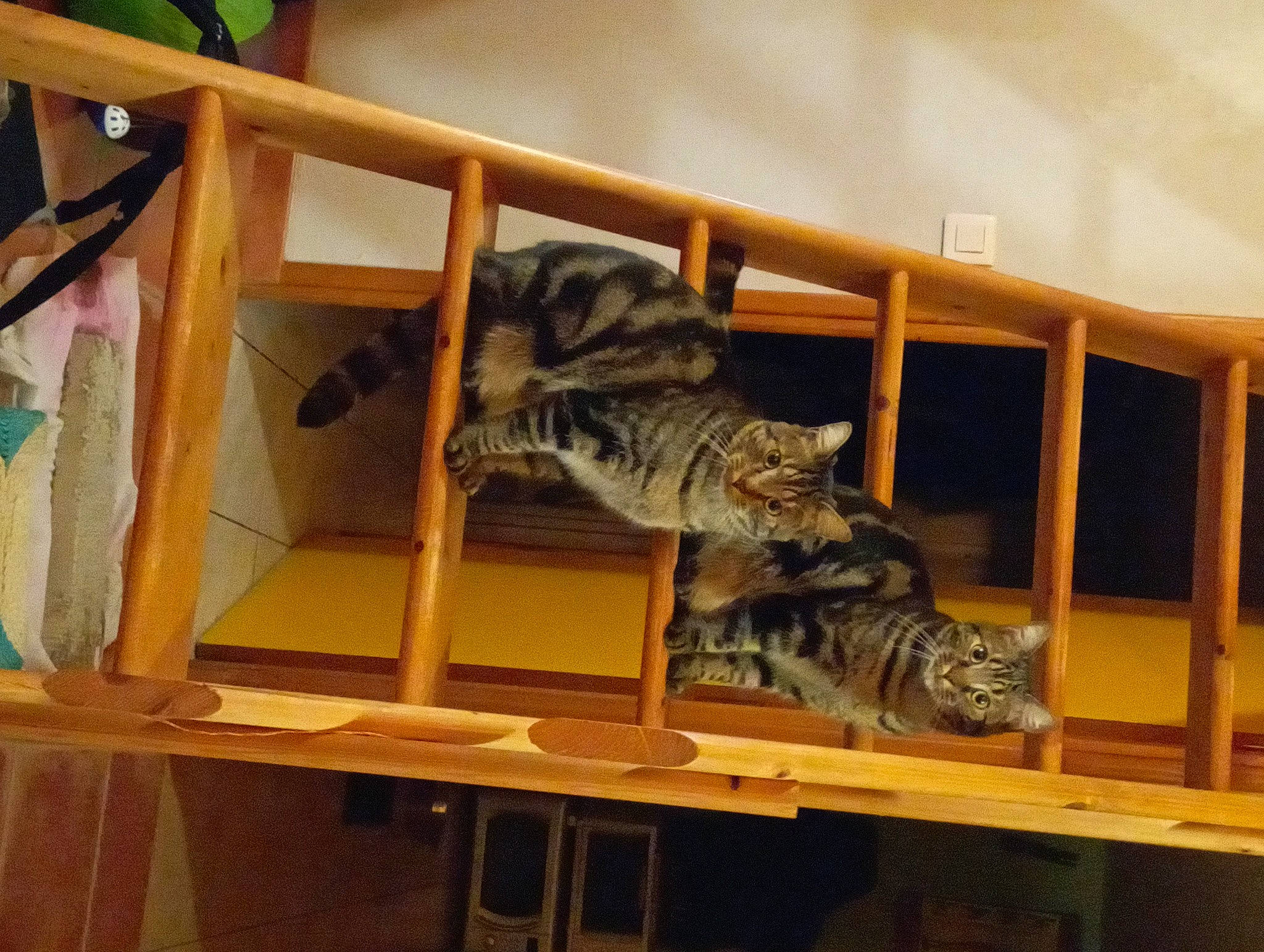 Leo participe au concours pour gagner de l'argent avec cette photo : carnivore, cat, comfort, domestic_short_haired_cat, felidae, hardwood, room, shelf, shelving, small_to_medium_sized_cats, tail, terrestrial_animal, whiskers, wood