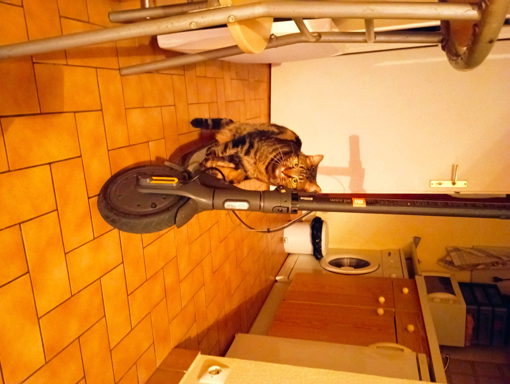 Leo participe au concours pour gagner de l'argent avec cette photo : bicycle_fork, bicycle_handlebar, bicycle_tire, bicycle_wheel, building, ceiling, flooring, hardwood, light_fixture, metal, plywood, room, shelf, shelving, table, tire, vehicle, wheel, wood, wood_stain