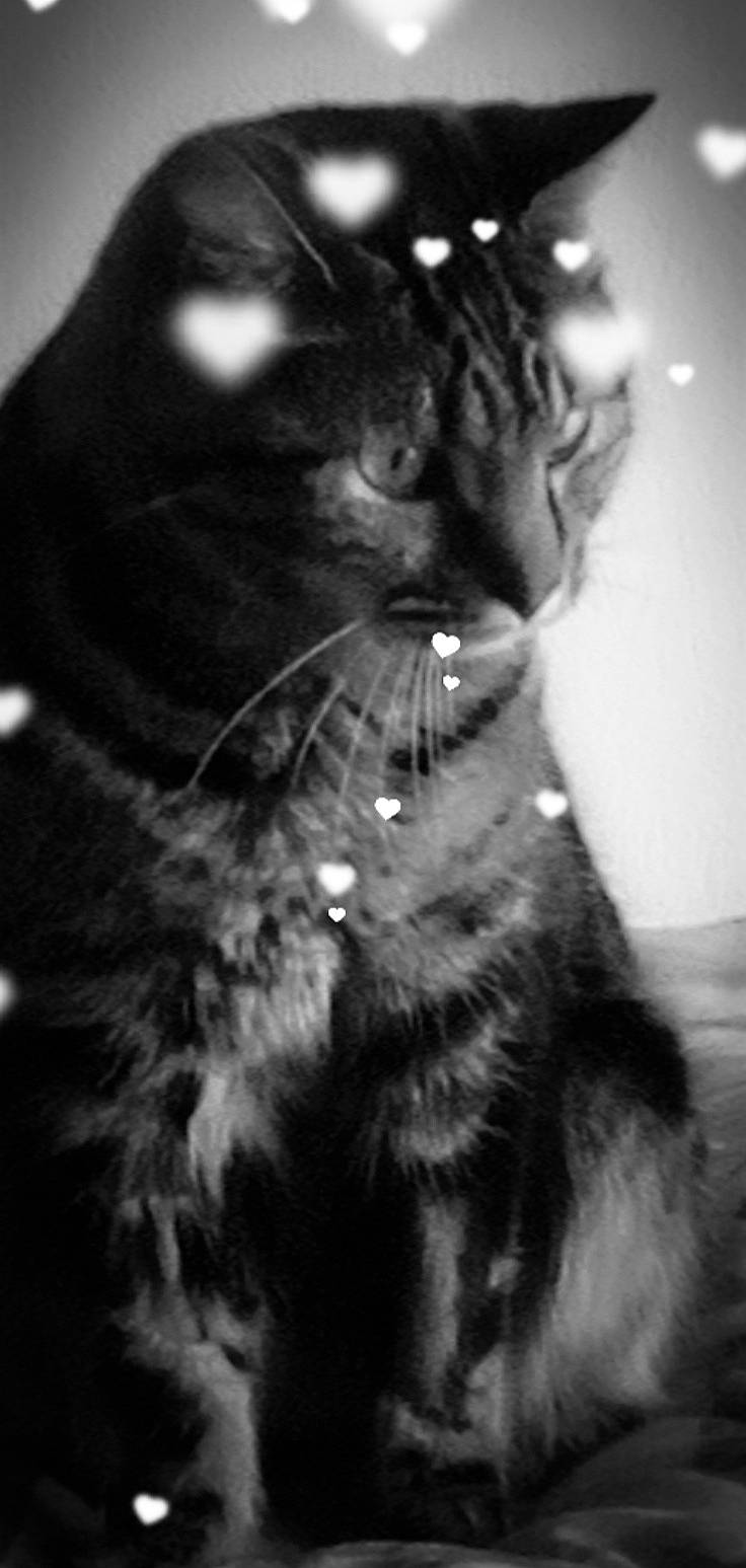 Leo participe au concours pour gagner de l'argent avec cette photo : black_cat, carnivore, cat, darkness, domestic_short_haired_cat, event, eye, felidae, flash_photography, fur, gesture, human_body, monochrome, monochrome_photography, small_to_medium_sized_cats, snout, style, tail, tree, whiskers