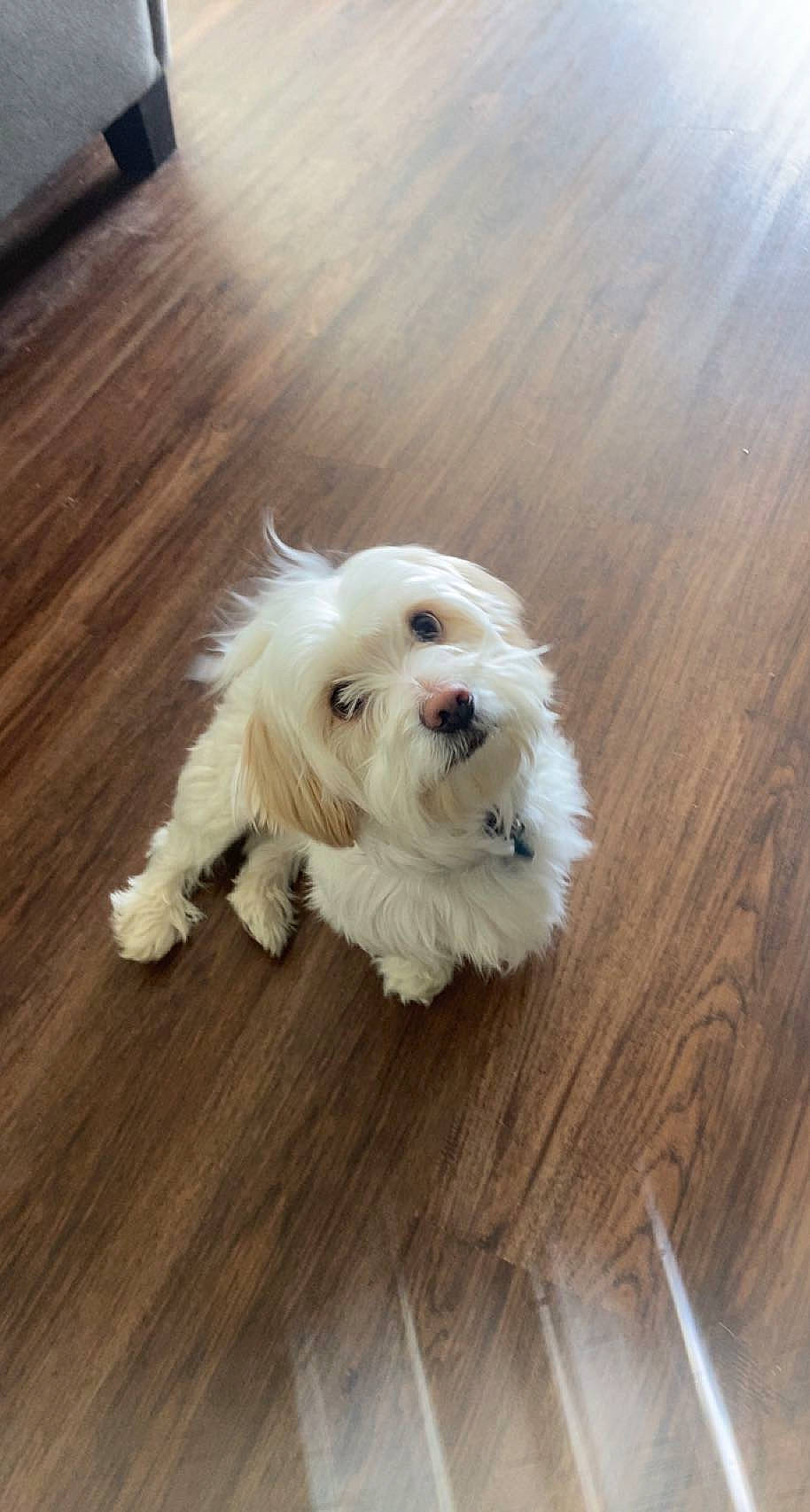 Marley joined the competition — help win amazing prizes! canidae, carnivore, companion_dog, dog, dog_breed, dog_supply, flooring, fur, hardwood, laminate_flooring, plank, small_terrier, sporting_group, terrier, toy_dog, varnish, wood, wood_flooring, wood_stain, working_animal