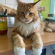 Voltaire a rejoint le concours — aidez-le/la à gagner de superbes lots ! animal, cat, close_up, countertop, cute, domestic_cat, ears, feline, fluffy, fur, indoor, kitchen, long_hair, orange_cat, pet, relaxed, resting, table, whiskers, white_paws