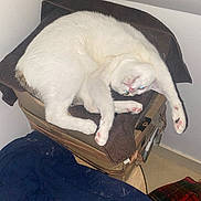 Stain participe au concours pour gagner de l'argent avec cette photo : cat, white_cat, stretching, cardboard_box, brown_towel, blue_fabric, red_plaid, floor, corner, indoor, pet, animal, feline, paw, pink_paw_pads, twisted_pose, glowing_eyes, fur, domestic_cat, resting