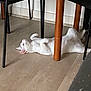 Stain a rejoint le concours — aidez-le/la à gagner de superbes lots ! cat, white_cat, floor, wooden_floor, indoor, furniture, table_leg, chair_leg, pet, animal, relaxed, lying_down, domestic_cat, whiskers, ears, four_legs, fur, side_view, home, resting