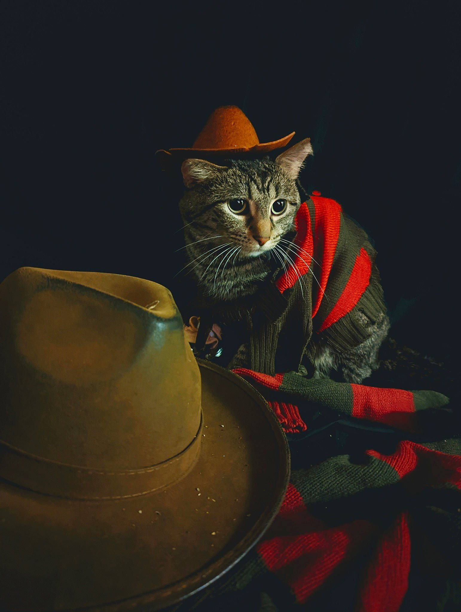 Krueger is registered to the contest to win money with this photo: art, carmine, carnivore, cat, costume_hat, cowboy_hat, darkness, event, fashion_accessory, felidae, fur, hat, headgear, helmet, personal_protective_equipment, serveware, small_to_medium_sized_cats, still_life_photography, sun_hat, whiskers