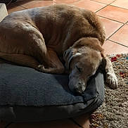 Ides a rejoint le concours — aidez-le/la à gagner de superbes lots ! dog, golden_retriever, sleeping, dog_bed, indoor, tile_floor, rug, resting, pet, cozy, curled_up, animal, mammal, fur, canine, paw, quiet, home, comfort, relaxation