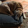 animal, canine, comfort, cozy, curled_up, dog, dog_bed, fur, golden_retriever, home, indoor, mammal, paw, pet, quiet, relaxation, resting, rug, sleeping, tile_floor