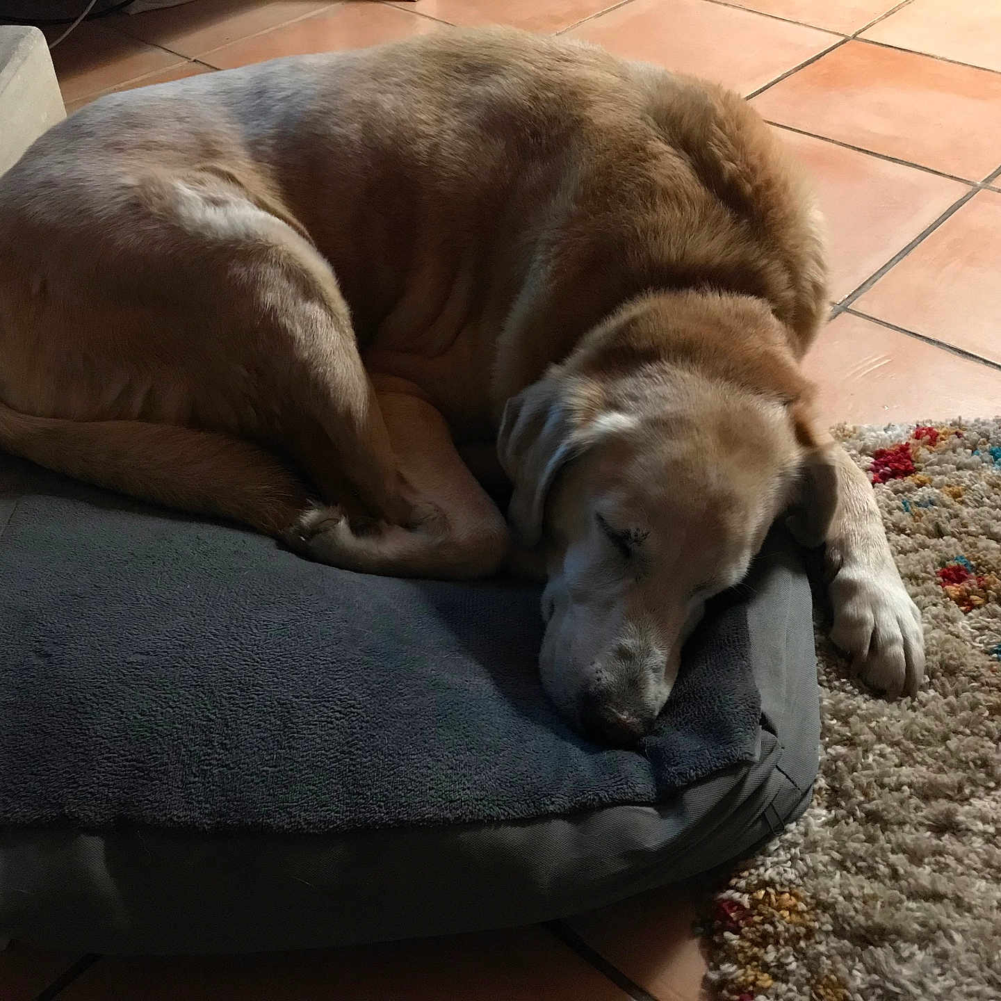 Ides a rejoint le concours — aidez-le/la à gagner de superbes lots ! dog, golden_retriever, sleeping, dog_bed, indoor, tile_floor, rug, resting, pet, cozy, curled_up, animal, mammal, fur, canine, paw, quiet, home, comfort, relaxation