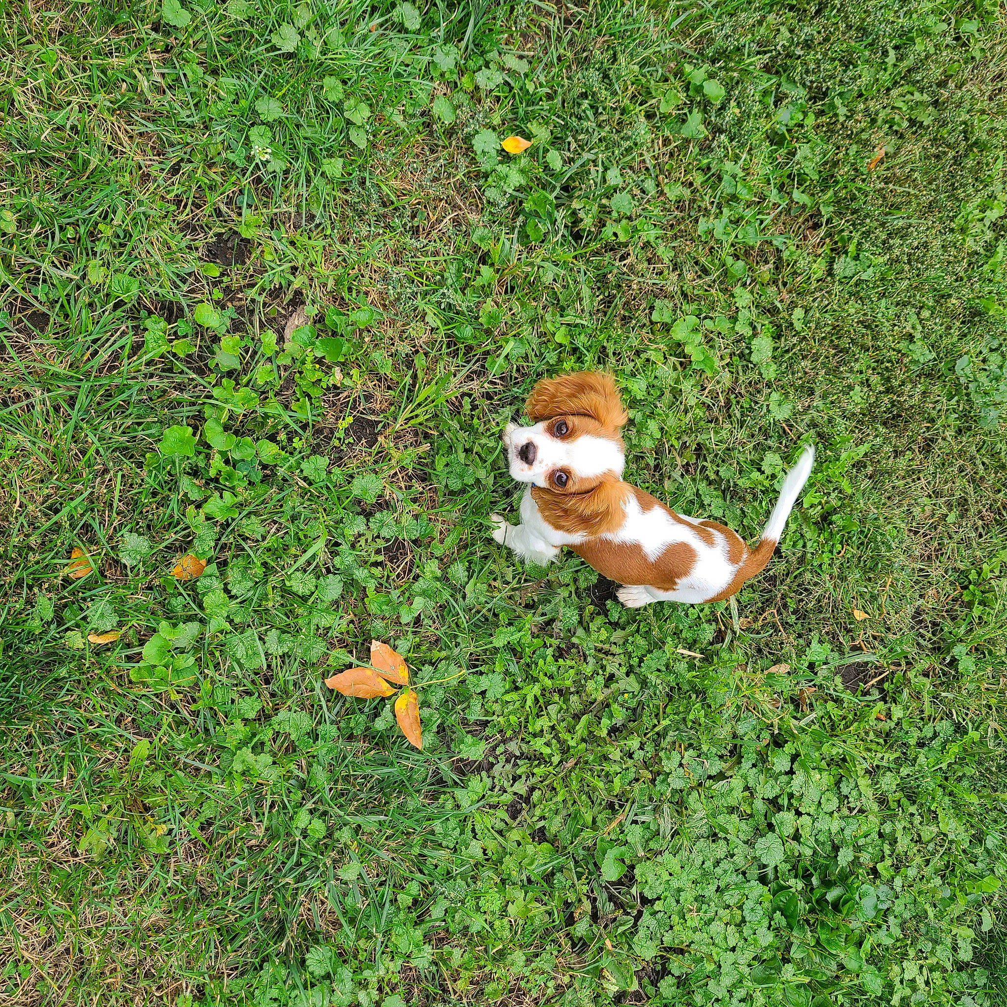 Dexter is registered to the contest to win money with this photo: canidae, carnivore, cavalier_king_charles_spaniel, companion_dog, dog, dog_breed, fawn, grass, groundcover, landscape, leaf, natural_landscape, pasture, people_in_nature, plant, shrub, soil, tail, terrestrial_animal, toy